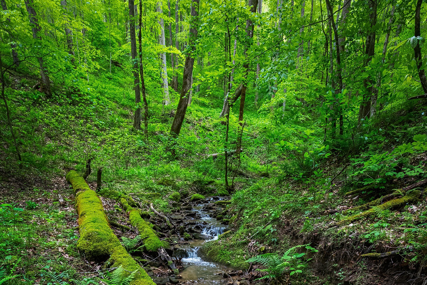 Por qué querrá recorrer los senderos en West Virginia 